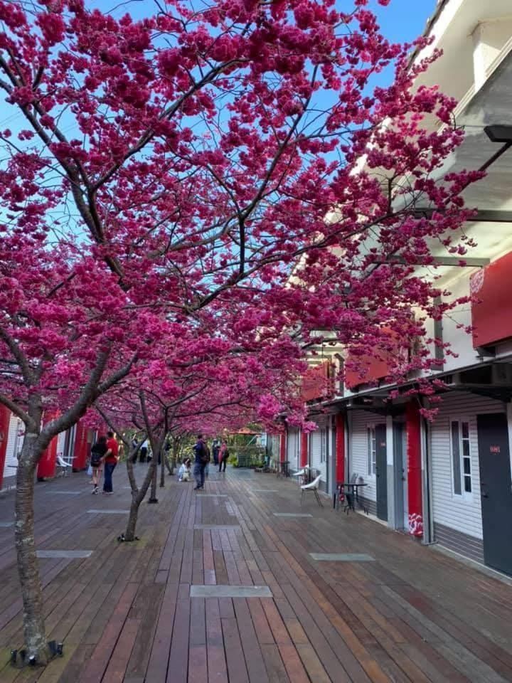 Miaoli Sanyi Shantongyazhu Homestay エクステリア 写真